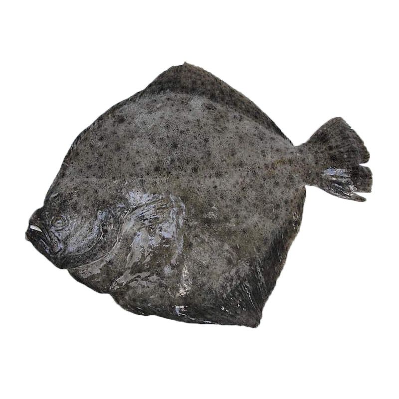 TURBOT SALVATGE SENCER EVISC (400-600g)20% 5Kg  