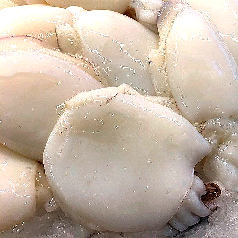 SÍPIA INDIA (13-20)20% 8/1Kg