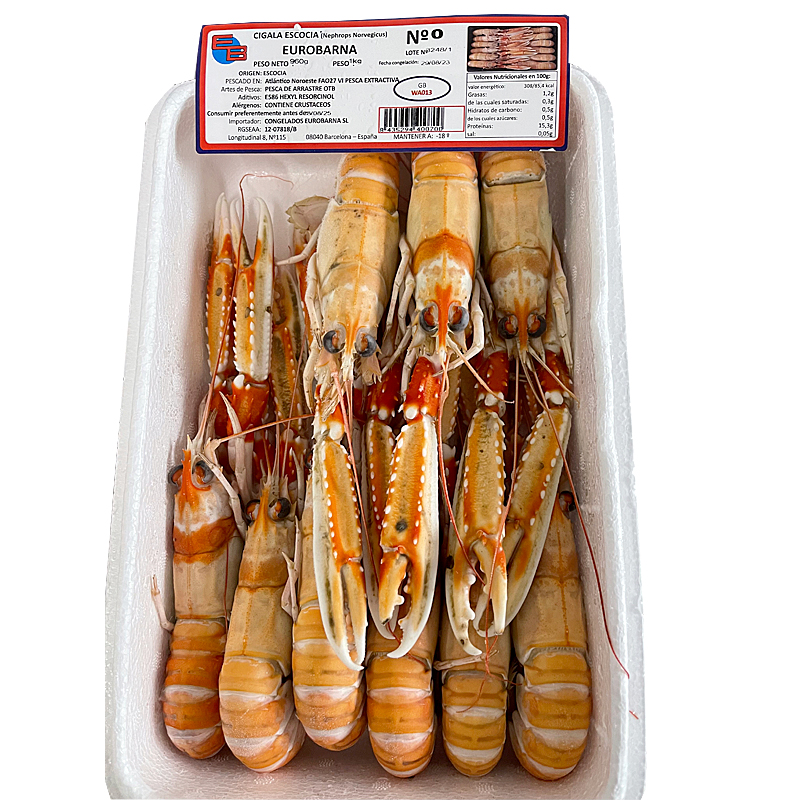 ESCAMARLÀ ESCÒCIA CONG.VIU N0 (8-10) 0% PN 4/1Kg