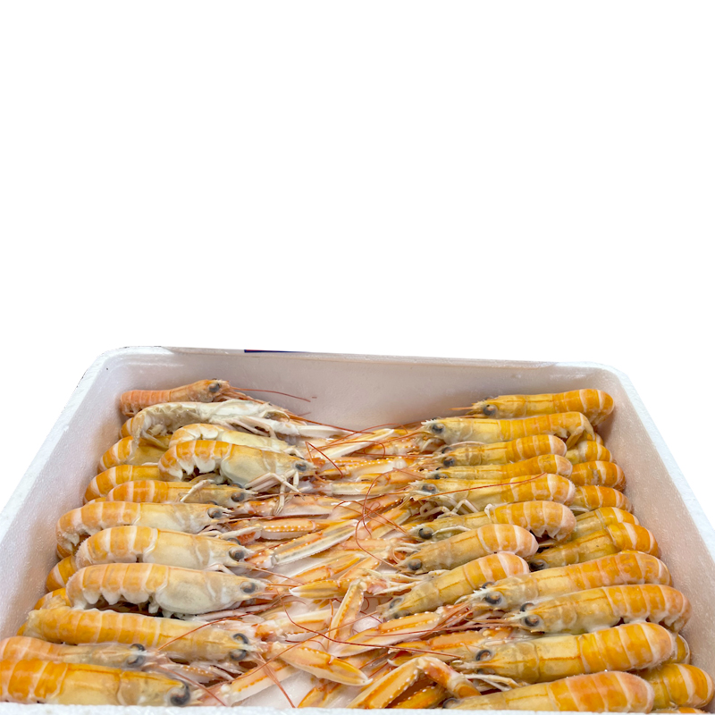 ESCAMARLÀ ESCÒCIA N 4(26-35)1.250k 4/1.5kg.