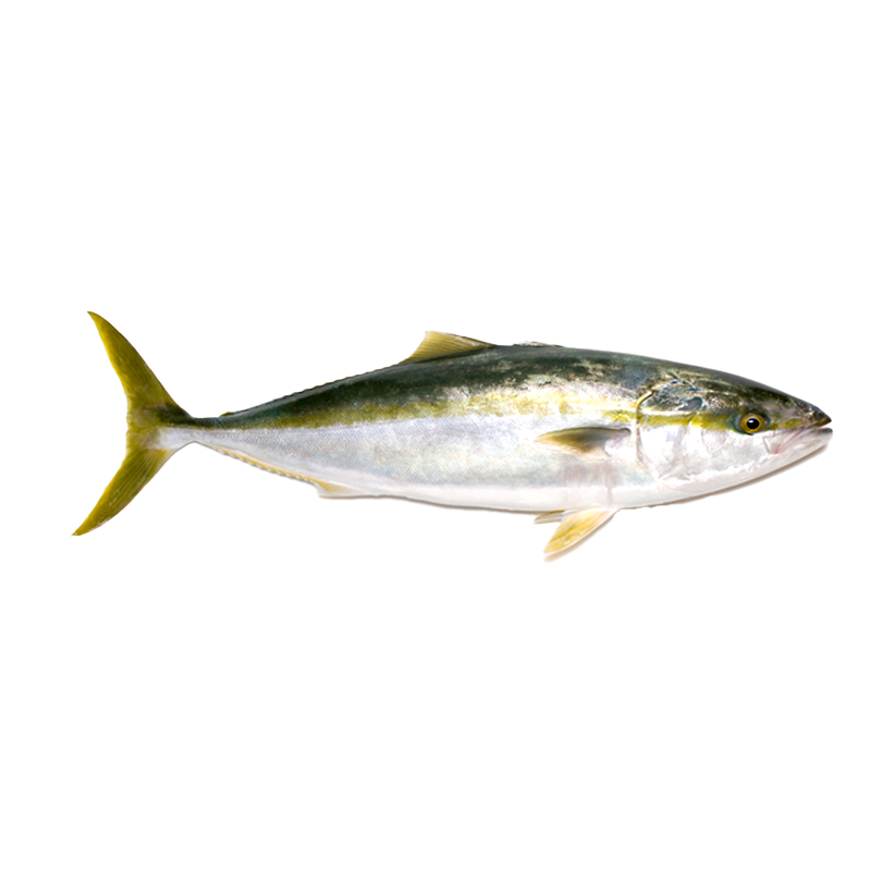 PEIX LLIMONA (SERIOLA) 800-1.300gr/Un