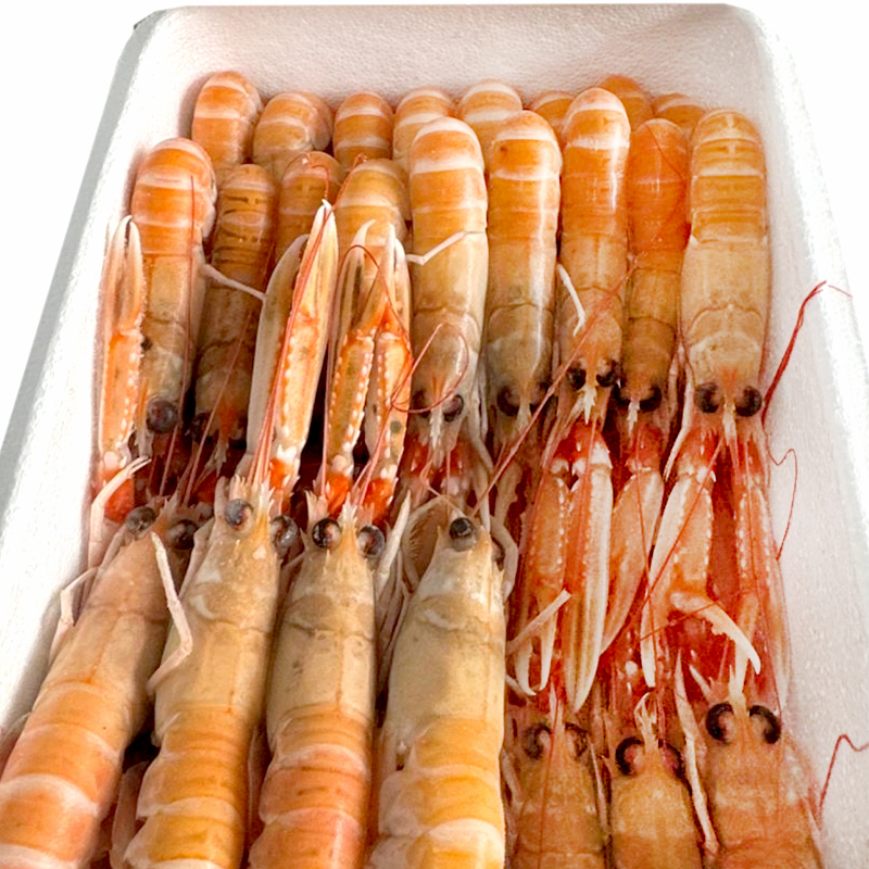 ESCAMARLÀ ESCÒCIA CONG.VIU N3 (21-25)0% PN 4/1Kg