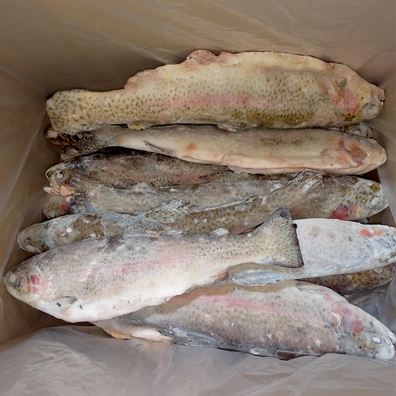 TRUITA ARCOIRIS SENCERA EVISCERADA -E- SENSE CALIBRAR 10% 5Kg