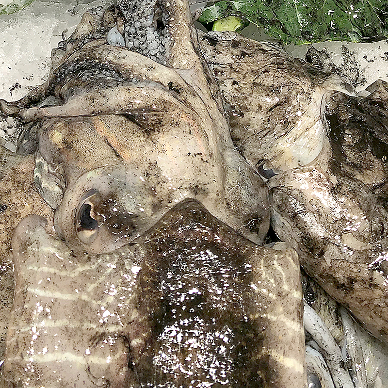 SEPIA SUCIA MARRUECOS -P- (150-200) 6/4K apx