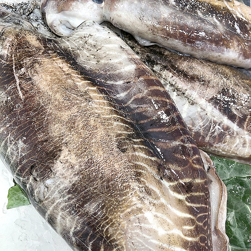 SÍPIA BRUTA DEL MARROC-M-(200-250)4/6kg apx.