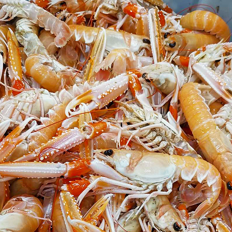 ESCAMARLÀ  PAELLA ESCÒCIA  40-60 0% 4/3Kg