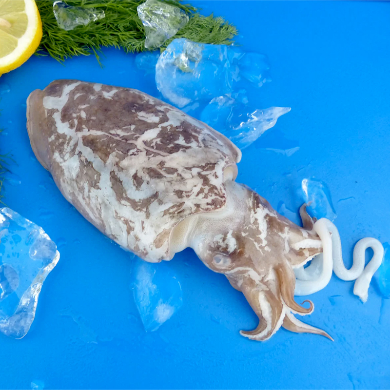 SÍPIA MONGO M5(1.3-2k)2/13k apx