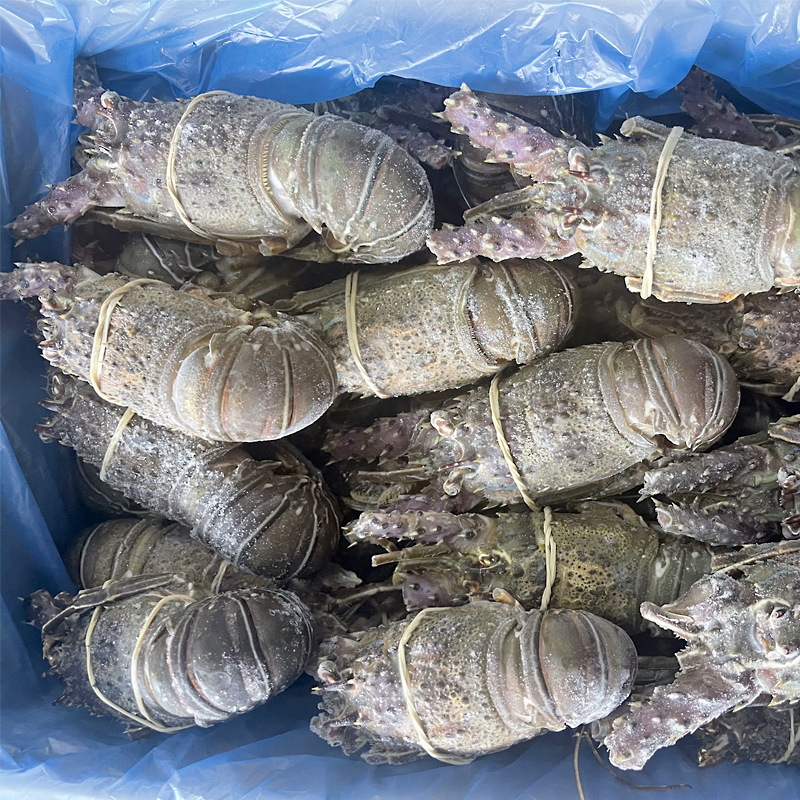 LANGOSTA VERDE CR.MARRUECOS(100-200)10Kg