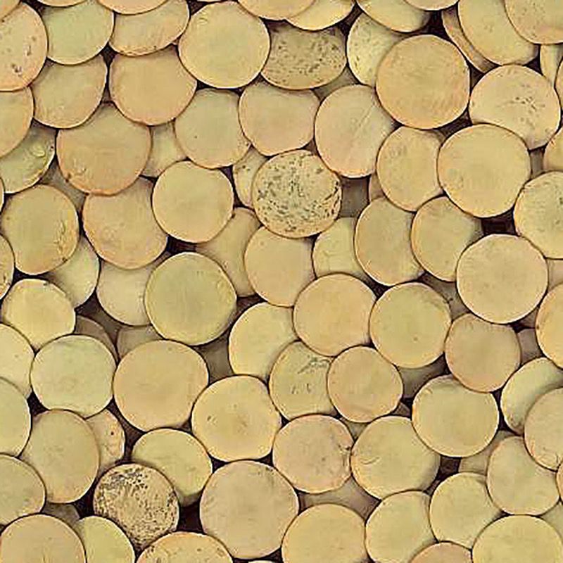 LLENTIA CASTELLANA BOSSA 4/5 Kg.