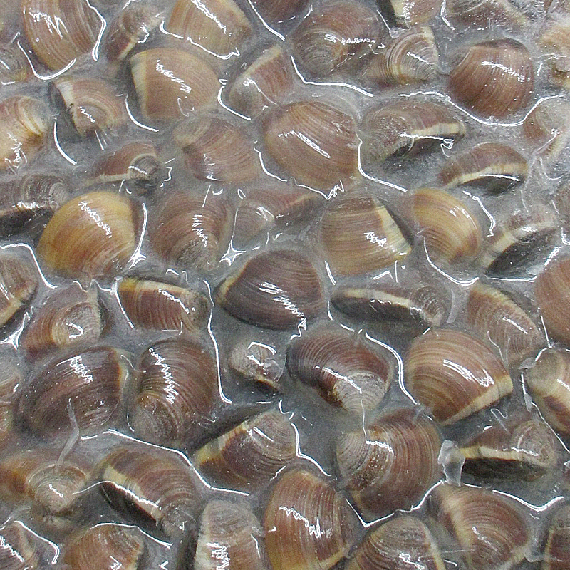 ALMEJA MARRON 60-80 (vacio)6/1k 