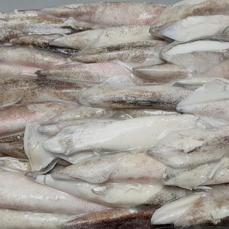 CALAMAR PATAGÓNICO C4 (10-12cm)5Kg.apx.