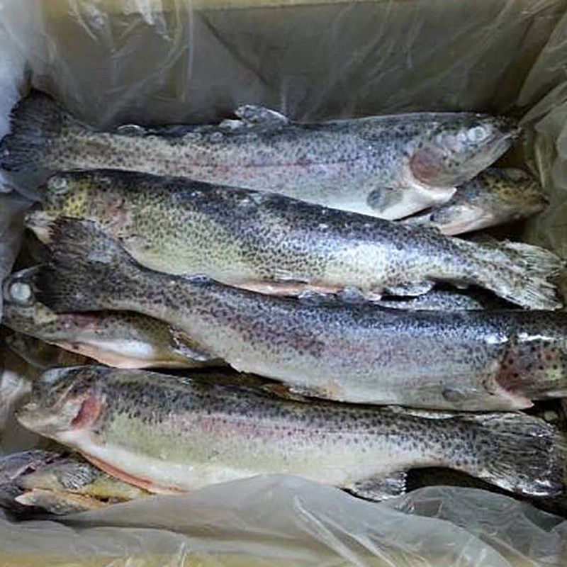 TRUCHA ARCOIRIS ENT.EVISCERADA(200-300) IQF10% 5Kg