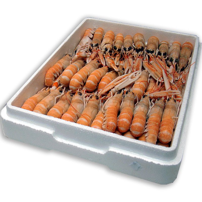 CIGALA ESCOCIA N3(21-25)1.250k 4/1.5kg.